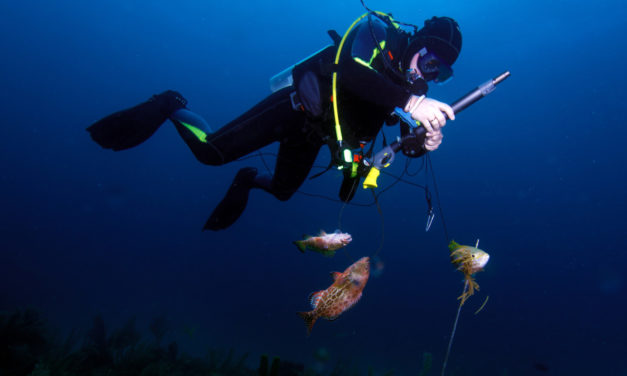 10 Fascinating Facts About the History of Spearfishing