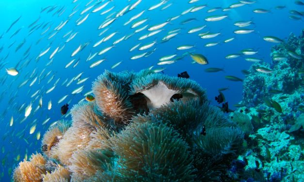 The Top Guide To Scuba Diving In The Caribbean