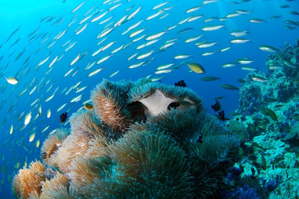 The Top Guide To Scuba Diving In The Caribbean