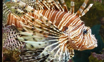 How To Hunt For Lionfish [A Beginners Guide To Lionfish Hunting]
