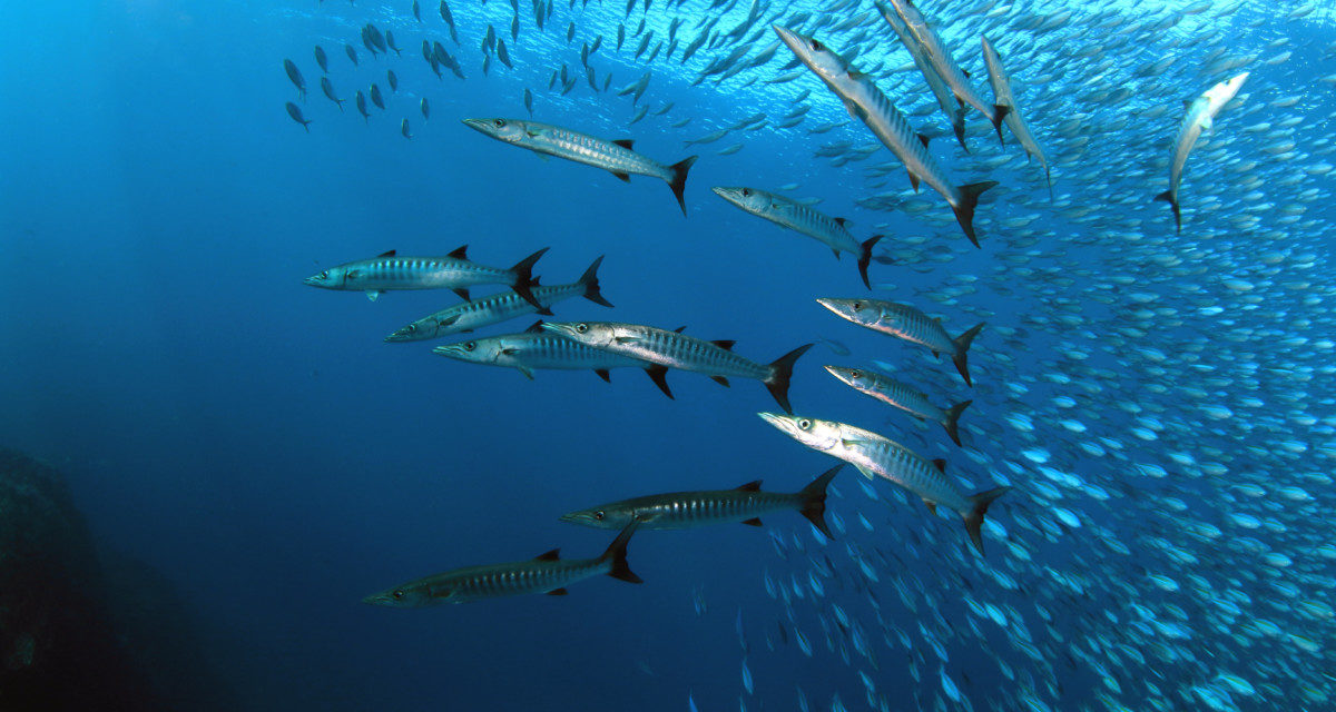 It’s Wahoo Time: How To Spearfish For Wahoo