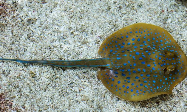 Can You Eat Stingray and How Does it Taste? – The Ultimate Guide