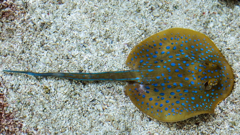 Can You Eat Stingray and How Does it Taste? – The Ultimate Guide