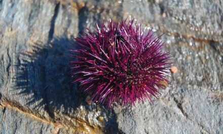 Can You Eat Sea Urchin and How Does it Taste? (The Ultimate Guide)