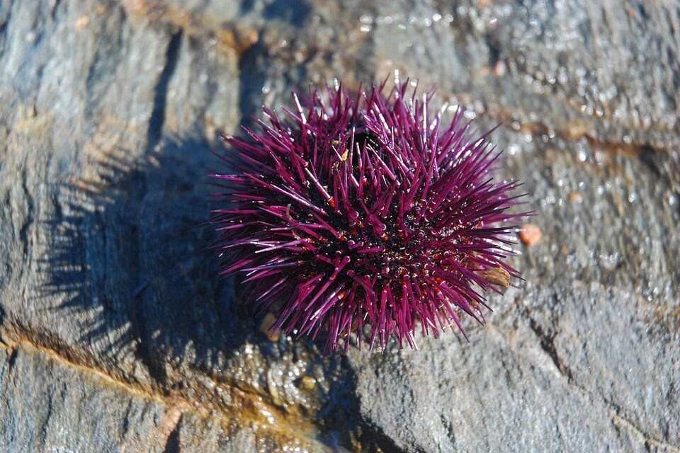 Can You Eat Sea Urchin and How Does it Taste? (The Ultimate Guide)