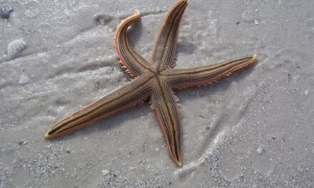 Can You Eat Starfish And How Does It Taste?
